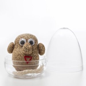 Žolės galva augalas