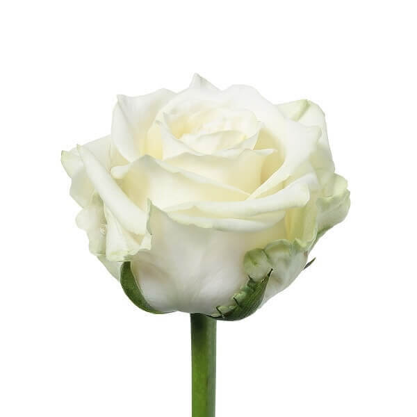 Baltos rožės skintos gėlės