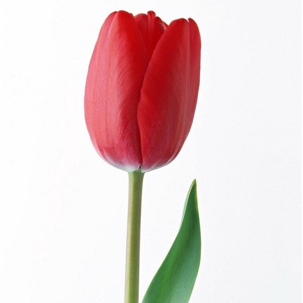 raudona-tulpe.jpg