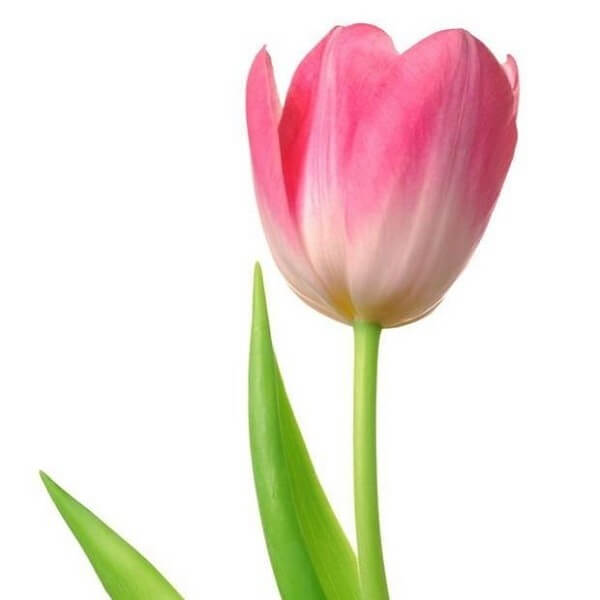 skintos geles rozine tulpe Rožinės tulpės skintos gėlės