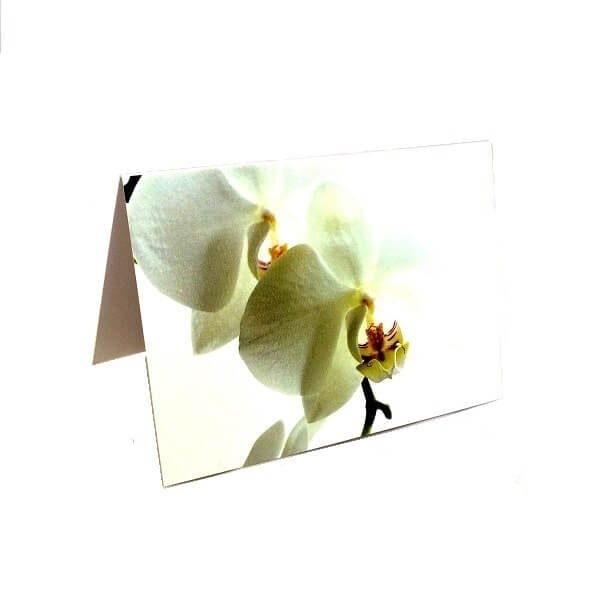 Atvirukas „Balta orchidėja“