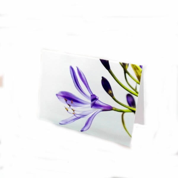 atvirukas violetine gelele