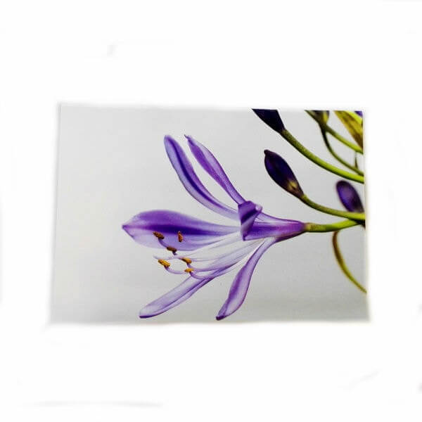 violetine gelele atvirukas „Violetinė gėlelė“