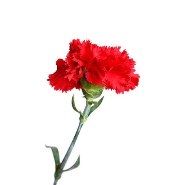 skintos geles gvazdikas Gvazdikai skintos gėlės