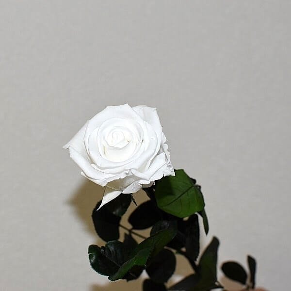 Stabilizuota balta rožė