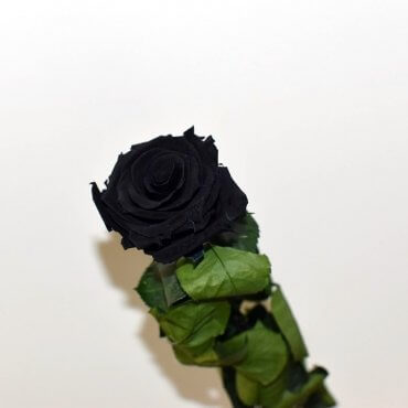 Didelė mieganti juoda rožė