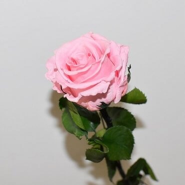Didelė stabilizuota rožinė rožė