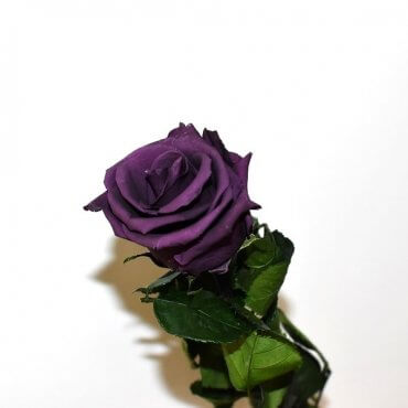 Violetinė stabilizuota rožė