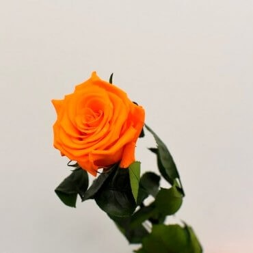 Oranžinės spalvos stabilizuota rožė