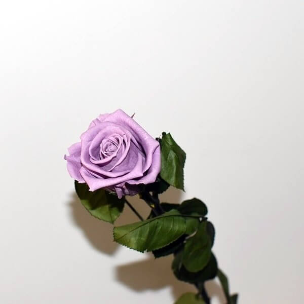 Didelė balzamuota violetinė rožė