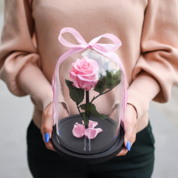 Maža šviesiai rožinė stabilizuota rožė gimtadienio gėlės