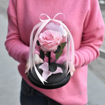 Vidutinė rožinė stabilizuota rožė po gaubtu
